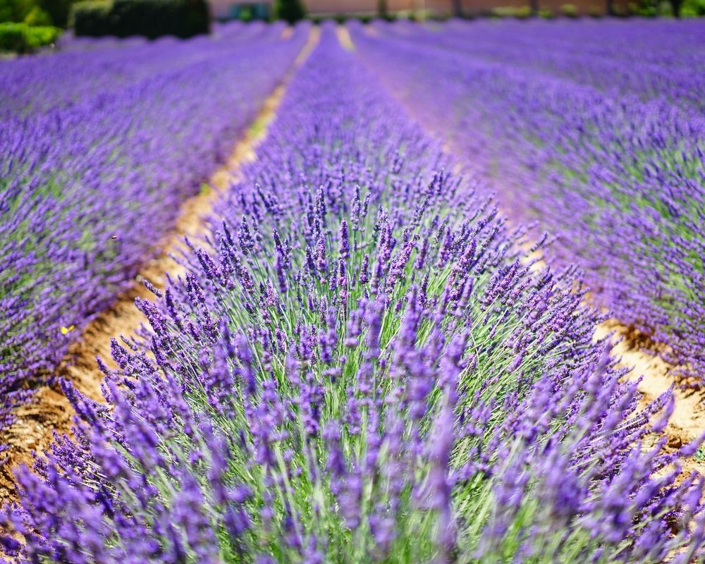 Lavanta yağı - Lavandula angustifolia
