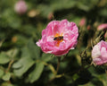 Gül Konkreti | Rosa Damascena Concrete