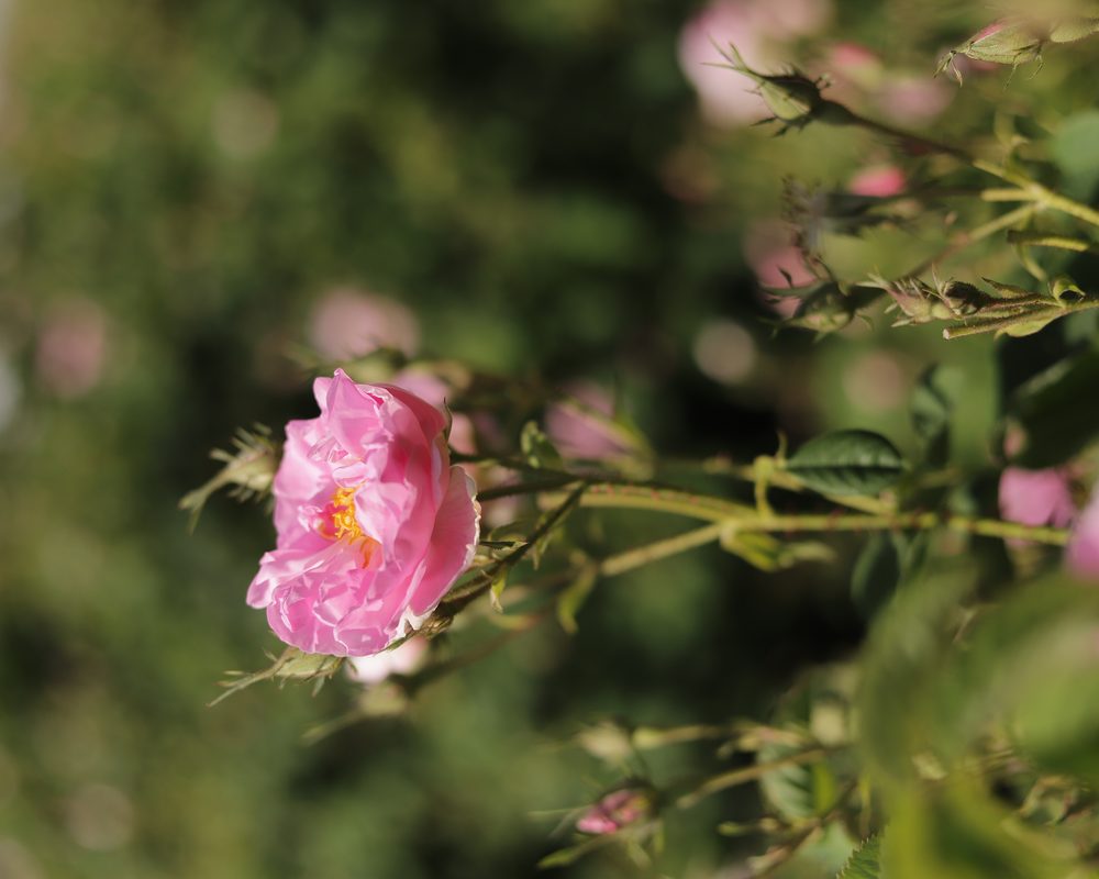 Fenil Etil Alkol | 2-Phenylethanol (Gül Kaynaklı)