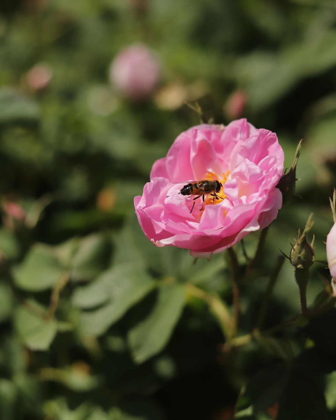 Dalında açmış Rosa Damascena gülü yakın çekim