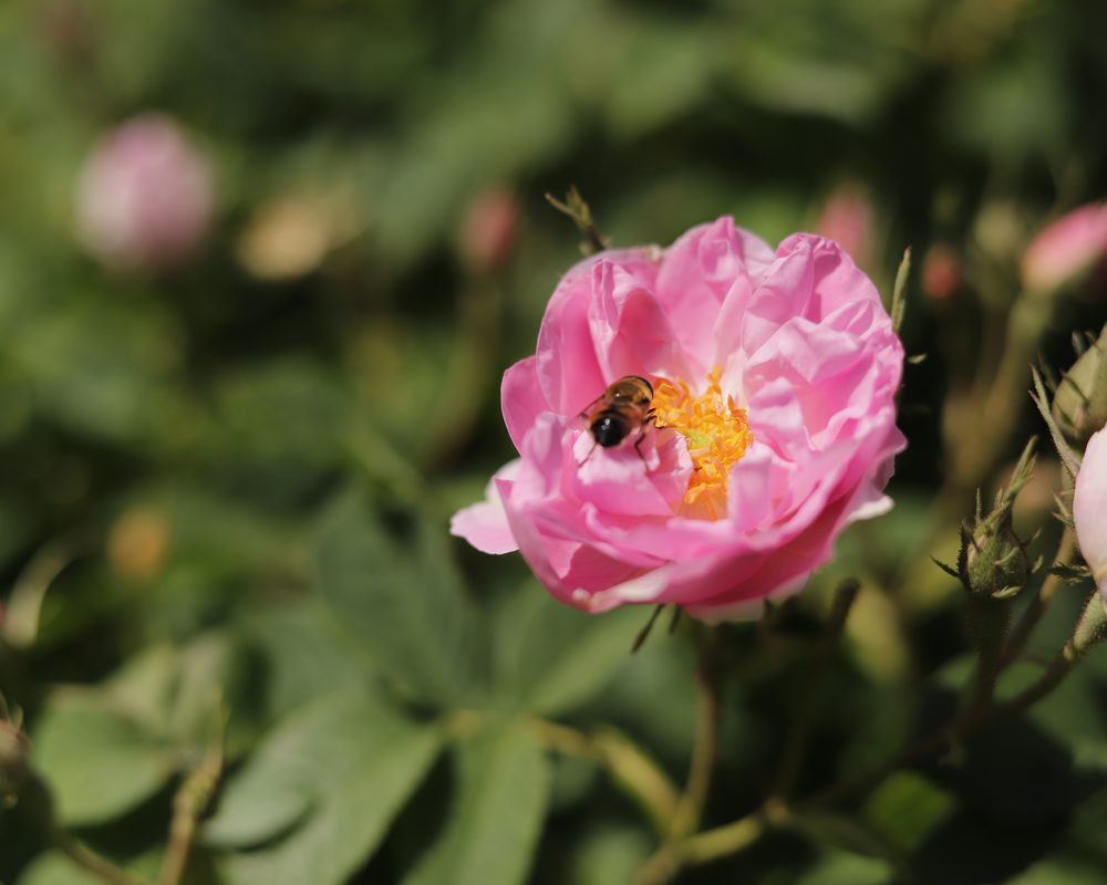 Bio gül konkreti - organik Rosa Damascena