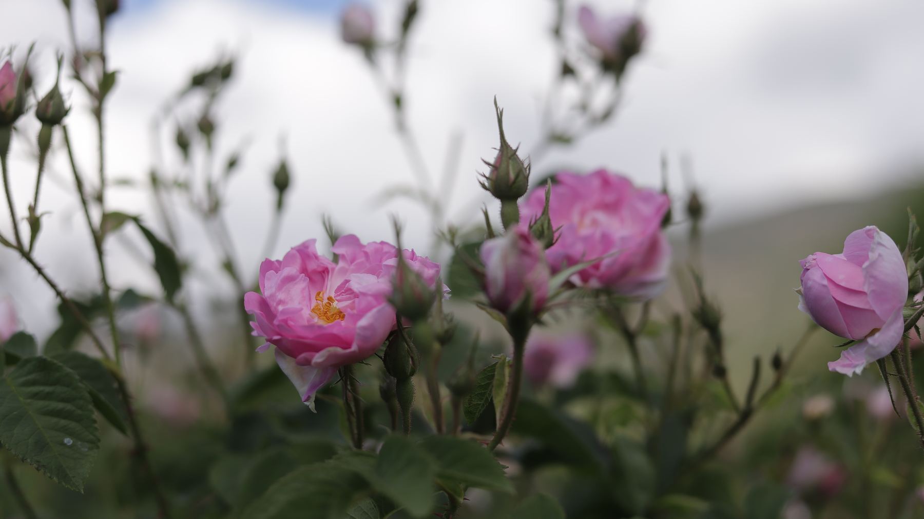 Isparta bölgesinde sıra sıra Rosa Damascena gül bahçeleri, arkada dağlar
