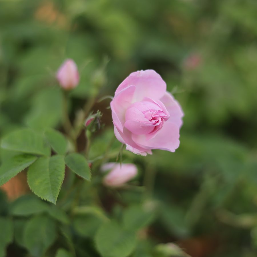 Gül yağı için Rosa Damascena goncası